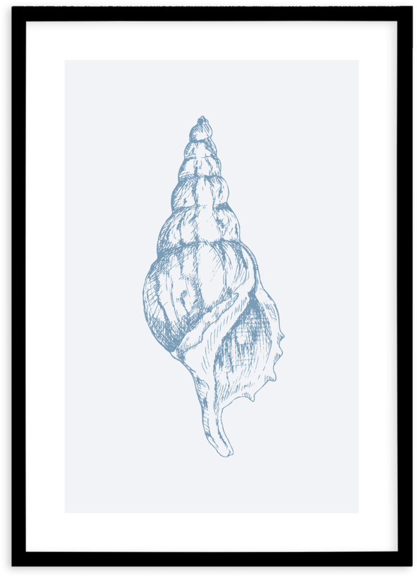 Atlantic Triton Clipart (800x997), Png Download