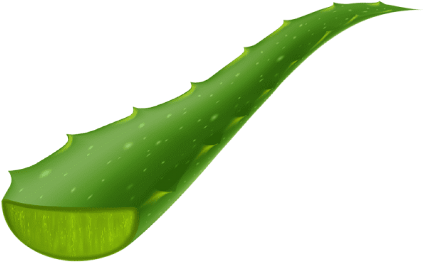 Download Aloe Vera Piece Transparent Clipart Png Photo (850x530), Png Download