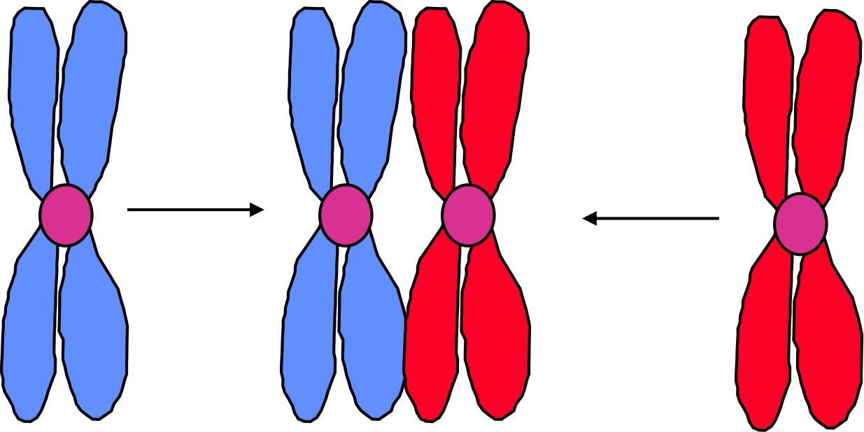 Meiosis Powerpoint Clipart (1235x618), Png Download