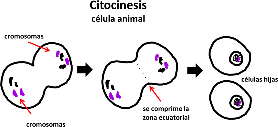 Mitosis, Profase, Metafase, Anafase, Telofase, Citocinesis Clipart (1024x491), Png Download