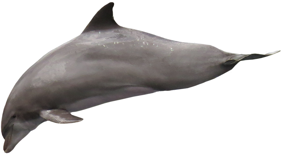 Dolphin Isolated Png Png Image Clipart (1280x783), Png Download