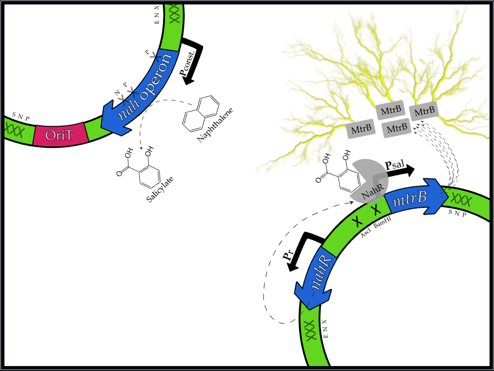 In The Figure Above Are Maps Of Our Naphthalene To Clipart (1000x750), Png Download