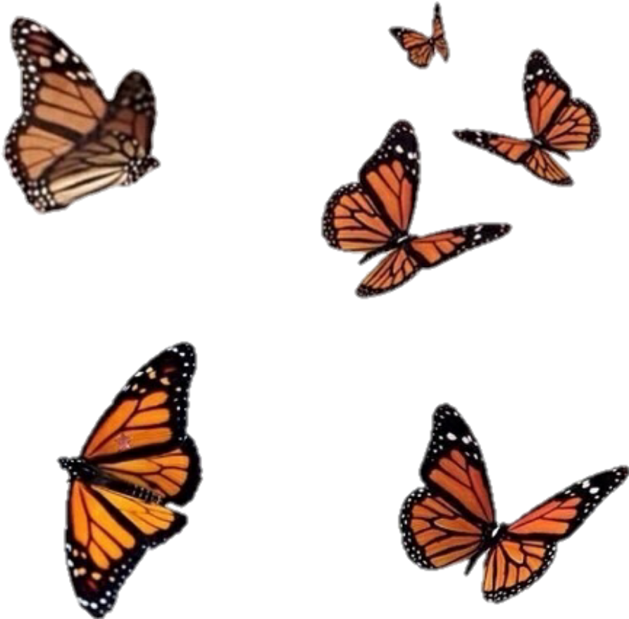 Orange Black Butterfly Moth Satyr Freetoedit Clipart (1024x1024), Png Download