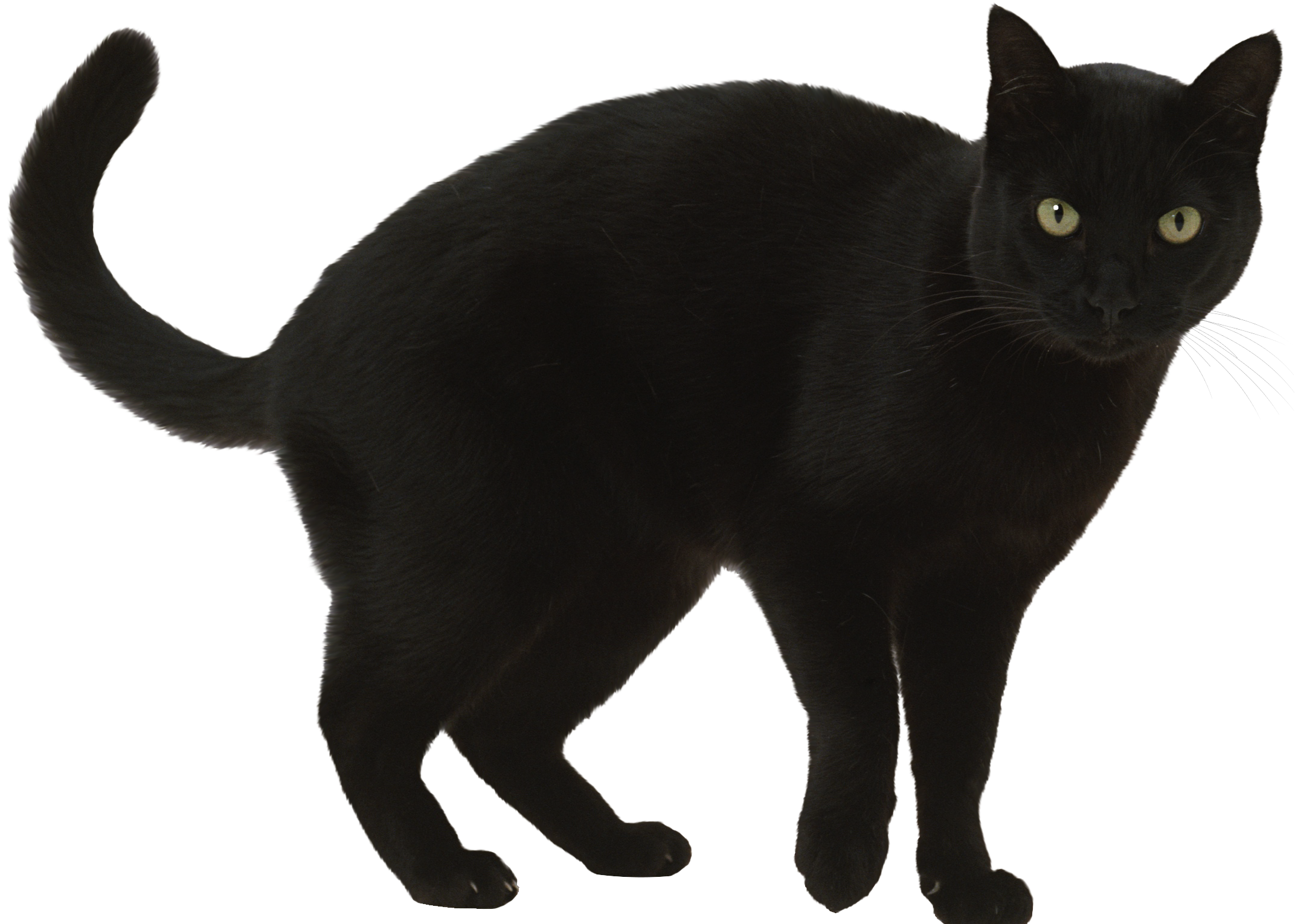 Black Cat Clipart Walking - Png Download (2384x1536), Png Download