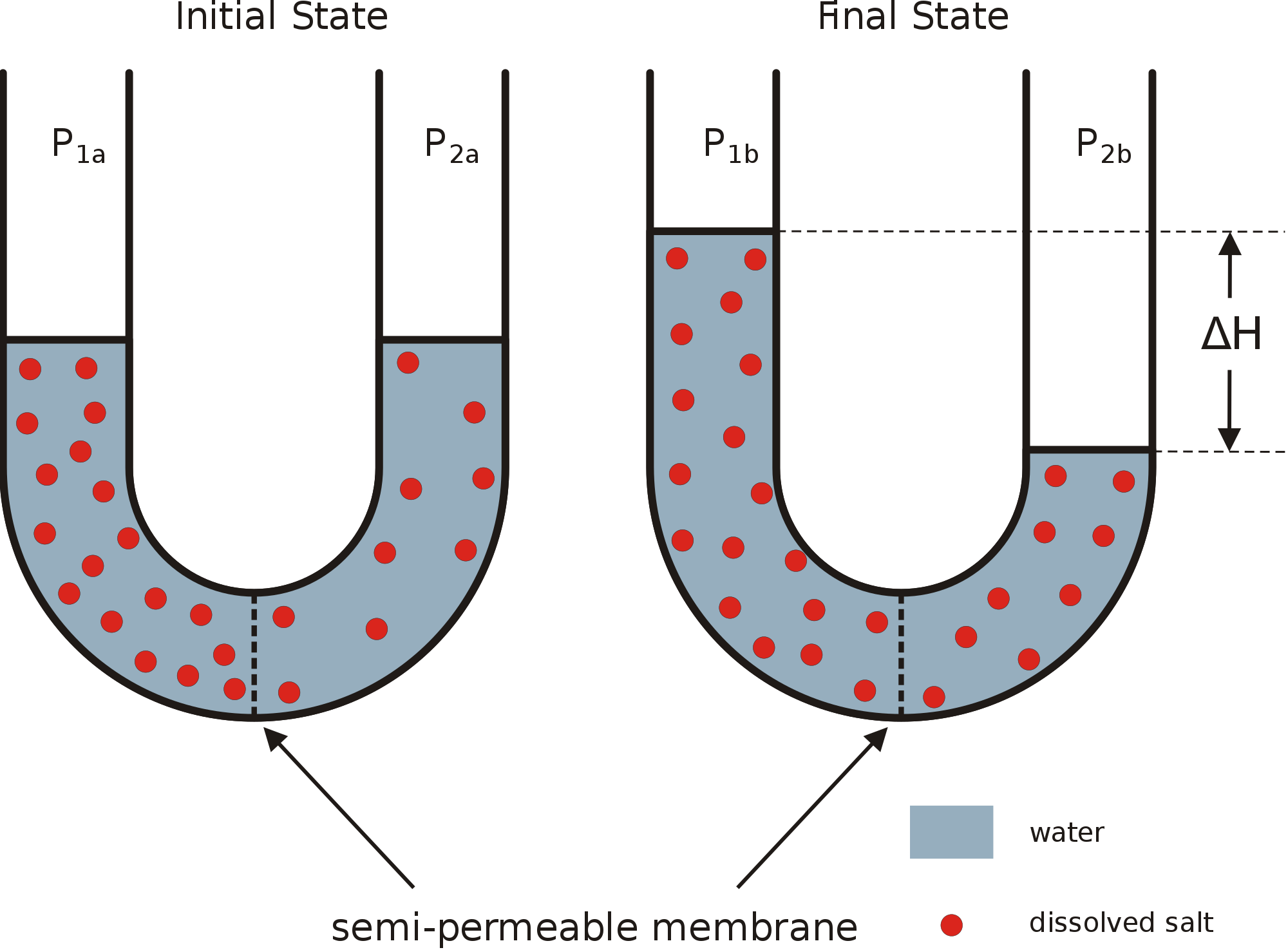The Diffusion Of Water Through A Selectively Permeable Clipart (2000x1475), Png Download