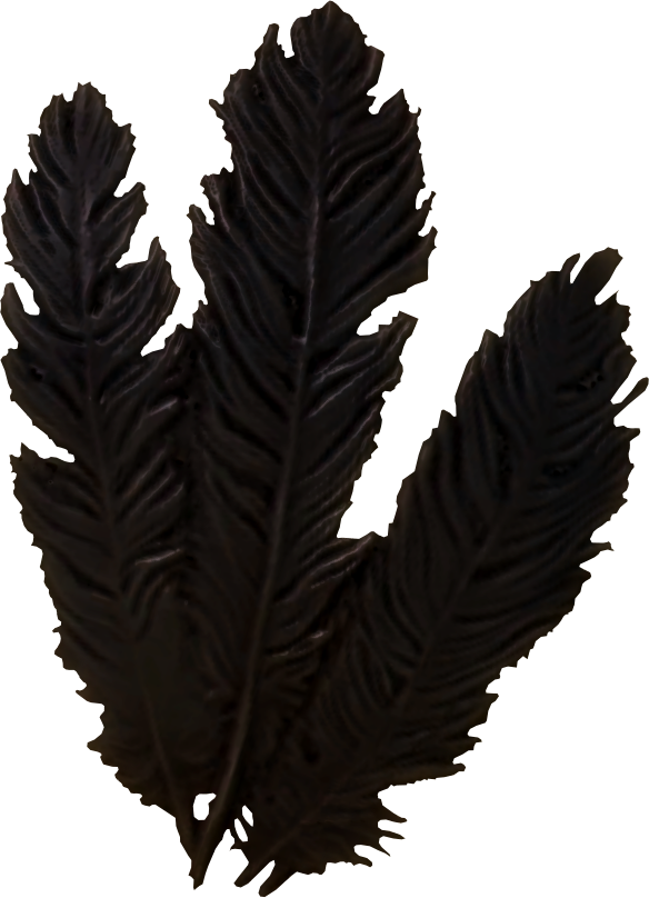 Hagraven Feathers Clipart (584x808), Png Download