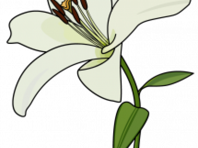 Drawn Lily Lily Plant Clipart (640x480), Png Download