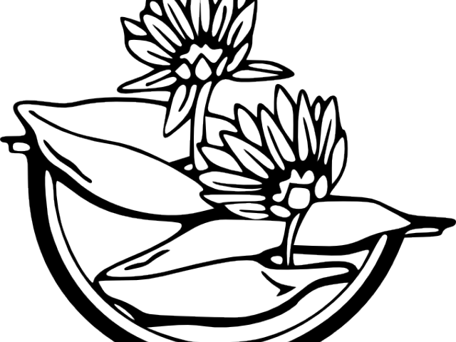 Water Lily Clipart Diagram - Png Download (640x480), Png Download