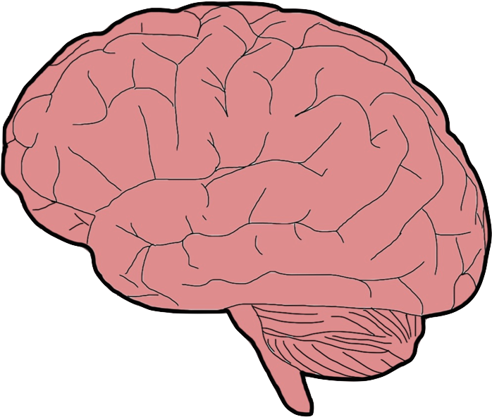 Brain Clipart (745x635), Png Download