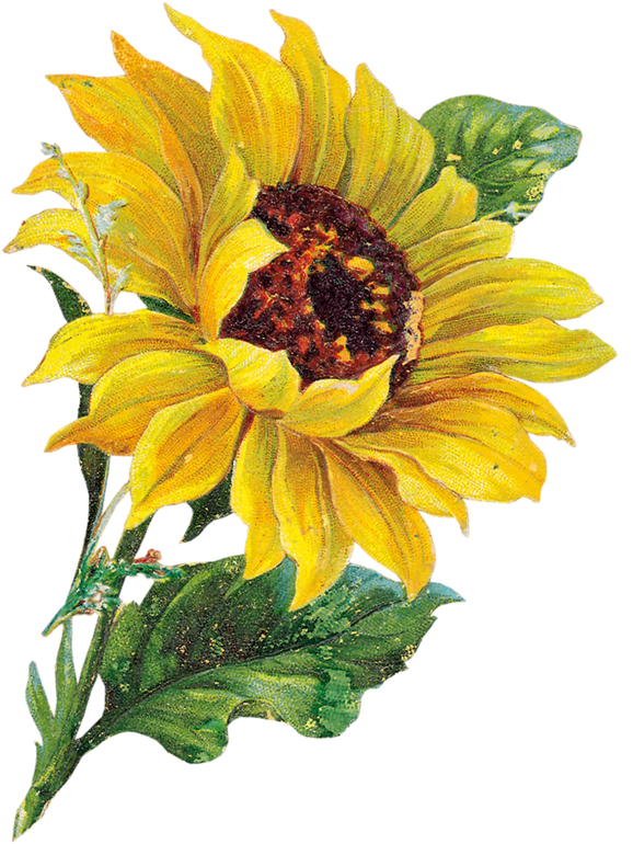 Tubes Fleurs Tournesol Clipart (590x800), Png Download