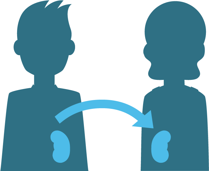 Human Leukocyte Antigen Clipart (685x561), Png Download