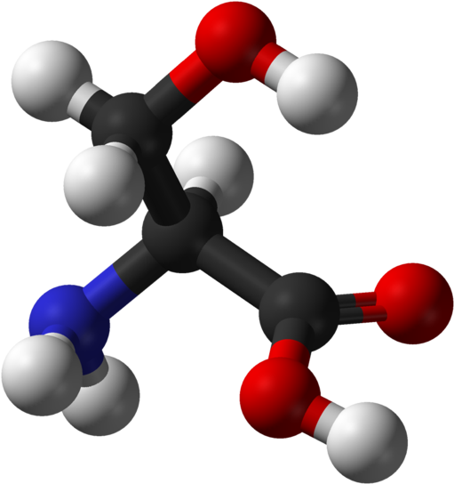 Serine Is Found In The Active Sites Of Many Enzymes Clipart (566x599), Png Download