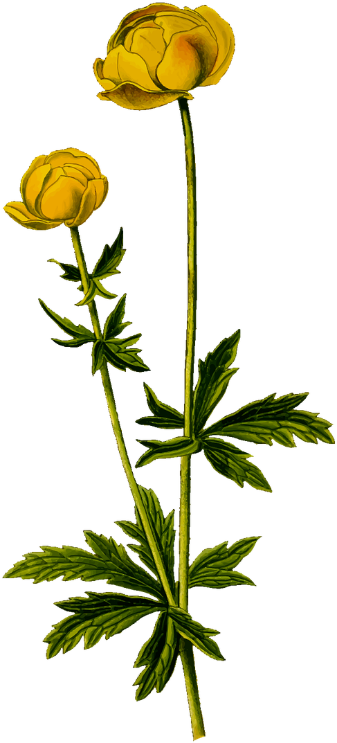 Flora, Flower, Globe, Leaf, Leafy, Leaves, Plant Clipart (640x1280), Png Download