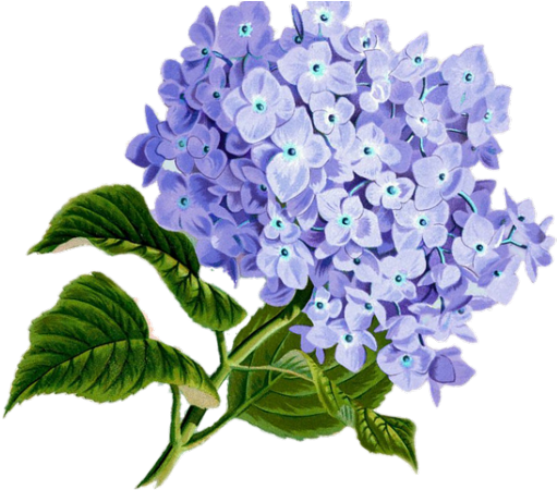 Purple Flower Clipart Lilac Flower - Png Download (640x480), Png Download