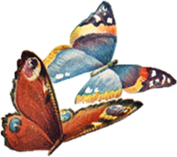 Vintage Butterfly No Back Facing Left Image Clipart (600x540), Png Download