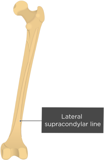 Lateral Supracondylar Line Clipart (619x550), Png Download