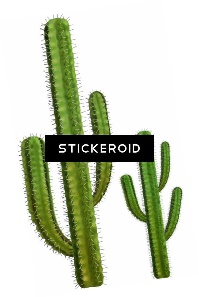 Cactus Clipart (659x983), Png Download