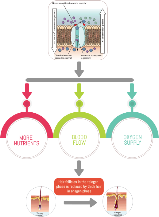 How Topical Minoxidil Works Clipart (531x719), Png Download