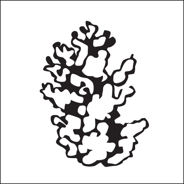 Plant Form Clipart (591x591), Png Download