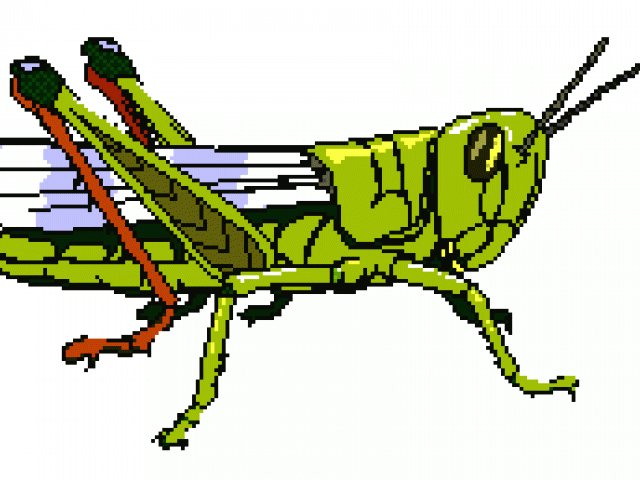 Grasshopper Clipart Grasshopper Wing - Png Download (640x480), Png Download