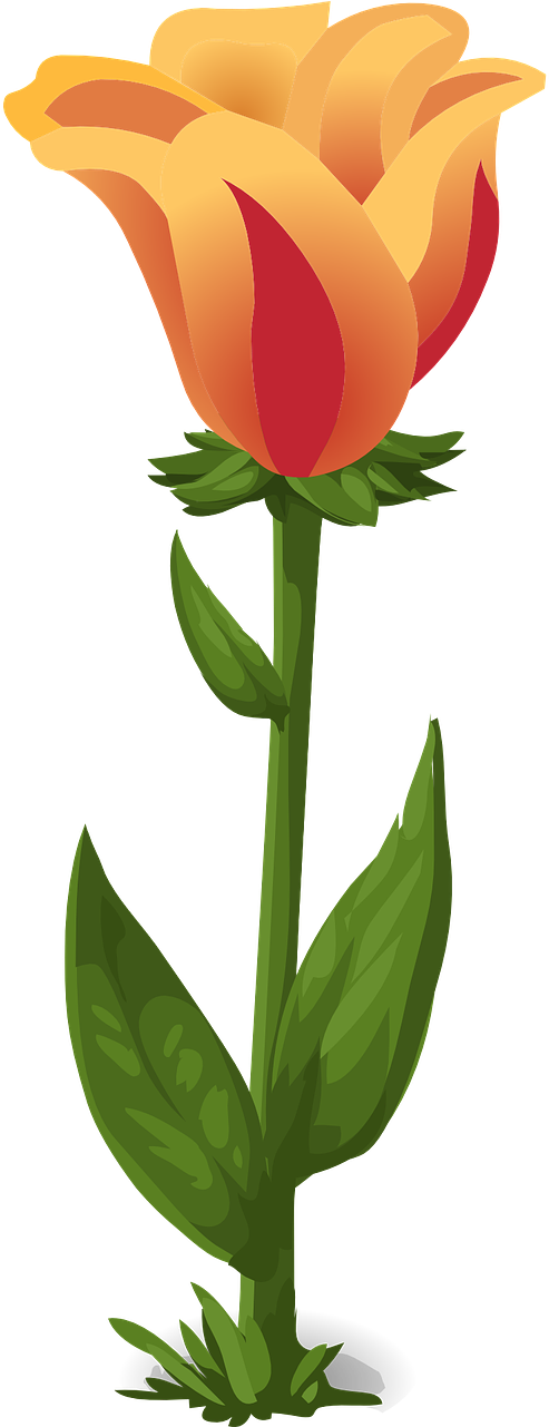Tulips Plants Flowers Green Png Image Clipart (640x1280), Png Download