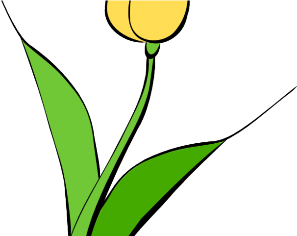 Tulip Clipart Yellow Tulip - Png Download (640x480), Png Download