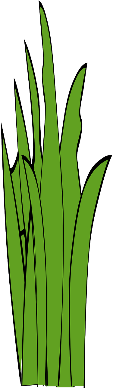 Blades Of Grass Grass Weed Png Image Clipart (640x1280), Png Download