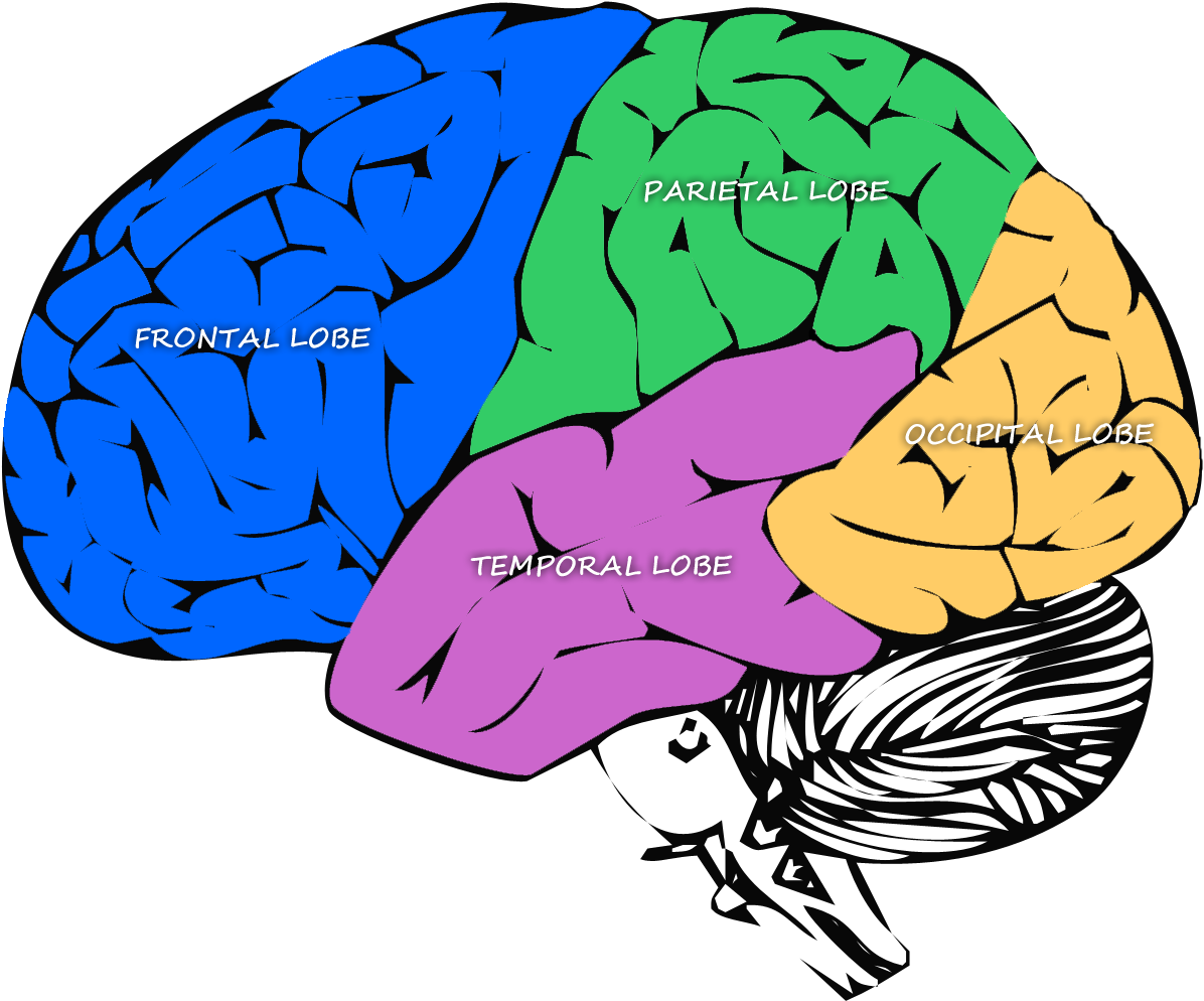 Diagram Of The Major Lobes Of The Brain Clipart (1200x1000), Png Download