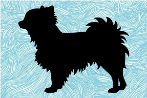 Pies 177 - Chihuahua Clipart (800x800), Png Download