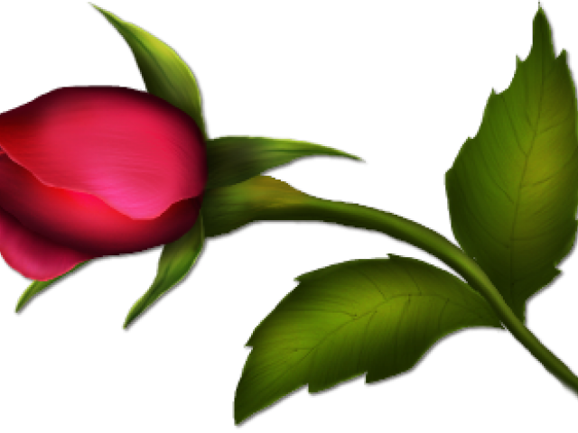 Bud Clipart Bunch Rose - Png Download (640x480), Png Download