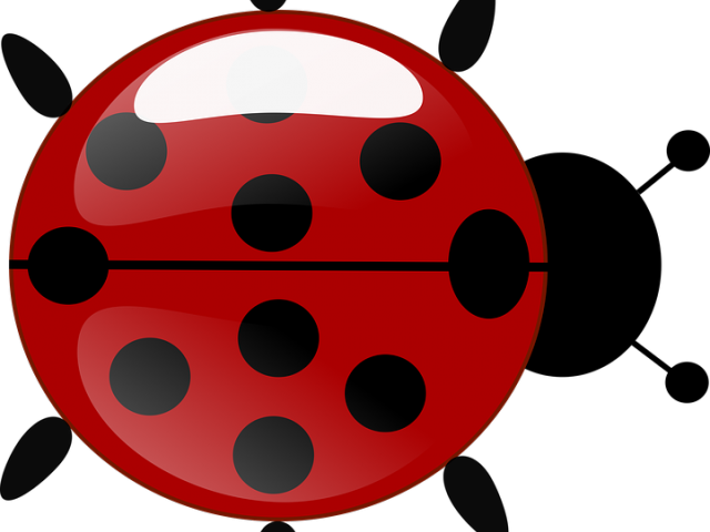 Ladybug Clipart Transparent Background - Png Download - Full Size