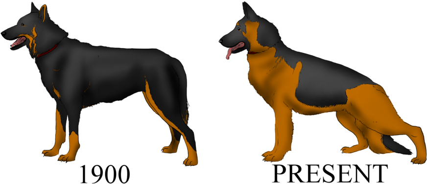 The Way German Shrpherds Are Meant To Be (with Pic) Clipart (900x392), Png Download