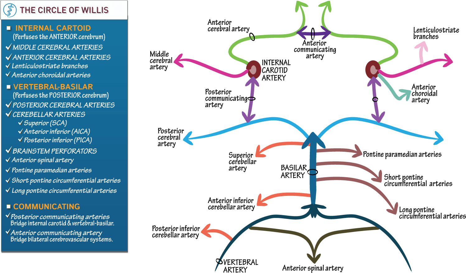 Neuroanatomy Cerebrovasculature Circle Of Willis Draw Clipart - Full ...