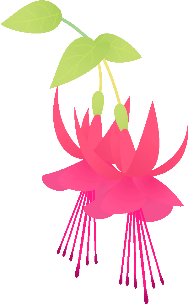 358 フクシア／f - - Clipart (800x1000), Png Download