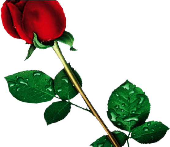 Red Rose Clipart Backgroundless - Png Download (640x480), Png Download