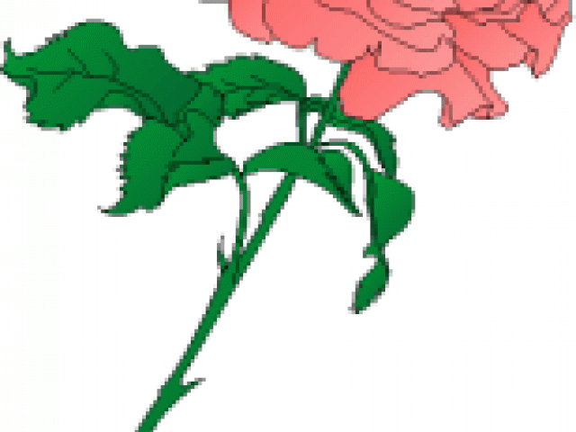 Rose Clipart Carnation - Png Download (640x480), Png Download