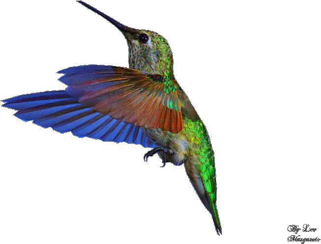 Google Search Bee Hummingbird, Hummingbird Photos, Clipart (800x549), Png Download