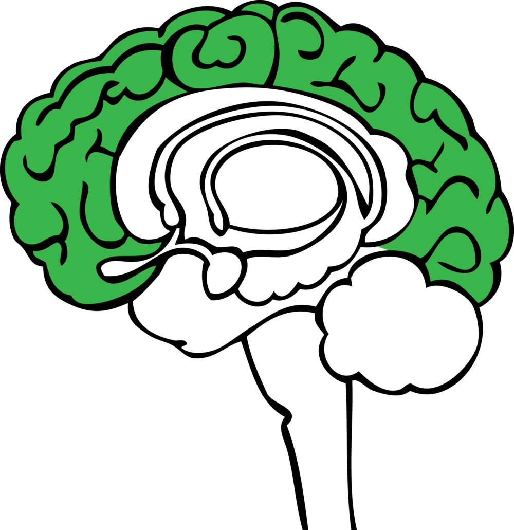 Green Brain - The Neocortex Clipart (1000x1031), Png Download