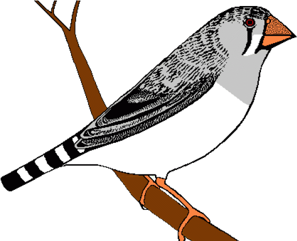 Finch Clipart Zebra Finch - Png Download (640x480), Png Download
