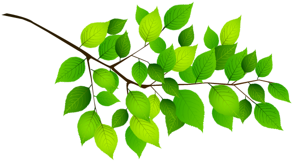 Stickers Branche Feuille Cerisier Clipart (800x800), Png Download