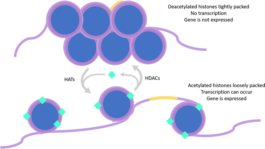 So, What Determines If A Gene Is Acetylated Or Deacetylated Clipart (960x587), Png Download