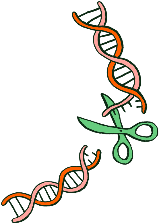 But They Don't Cut Dna Just Anywhere Clipart (600x833), Png Download