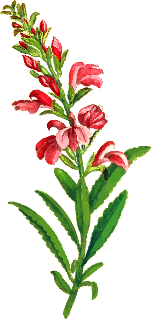 Flora Floral Flower Leaf Leaves Png Image Clipart (640x1280), Png Download