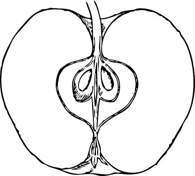 Apple Clipart Sketch - Png Download (640x578), Png Download