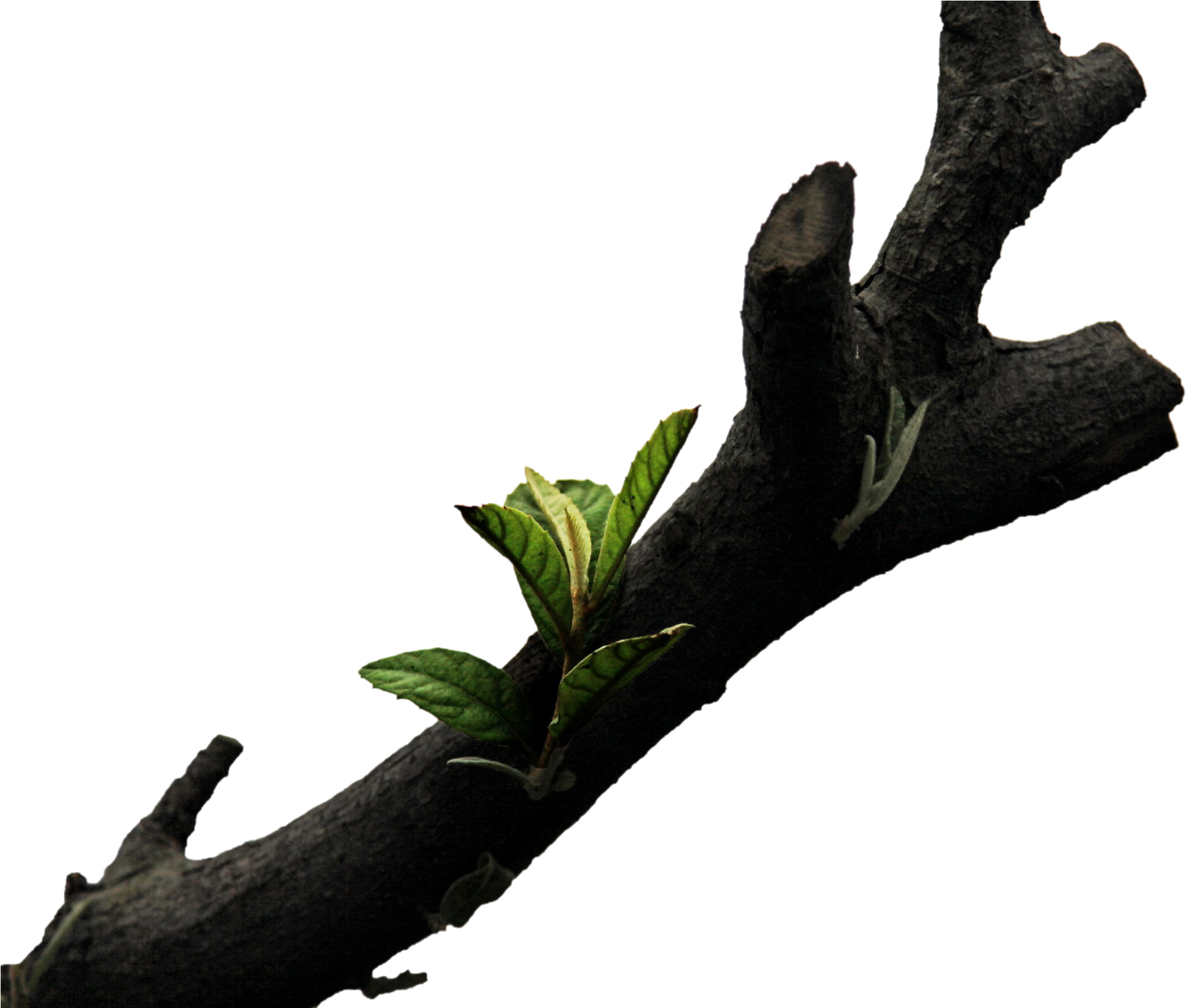 Branches Wood Tree Wallpaper Branch Png File Hd Clipart Transparent Png (2400x1600), Png Download