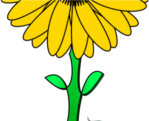 Sunflower Clipart Daisy - Png Download (640x480), Png Download