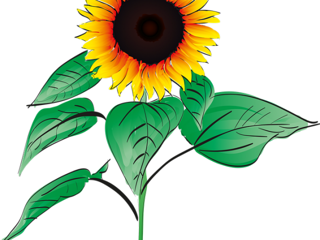 Sunflower Clipart Root - Png Download (640x480), Png Download