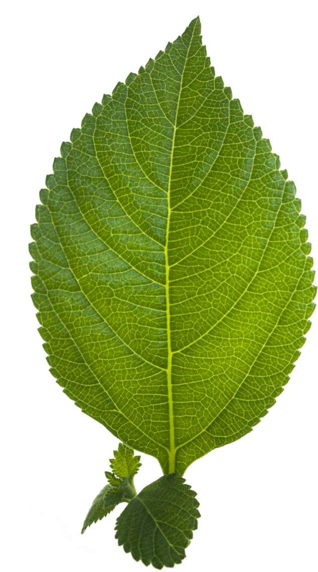 Leaf Hd Clipart (800x1200), Png Download