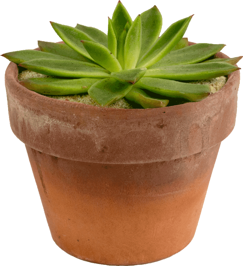 Purple Plants Clipart Images - Png Download (1024x1024), Png Download