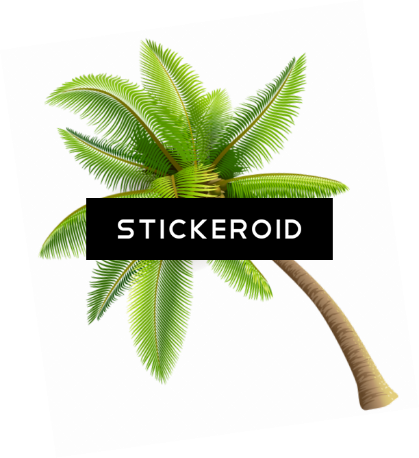 Coconut Tree Clipart (612x668), Png Download